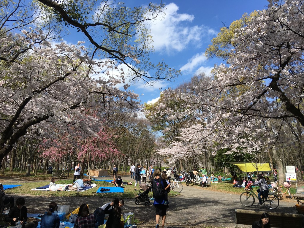 大阪城 公園 桜 お花見 大阪城公園