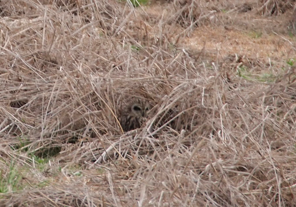 バードウォッチング 大阪城公園 野鳥