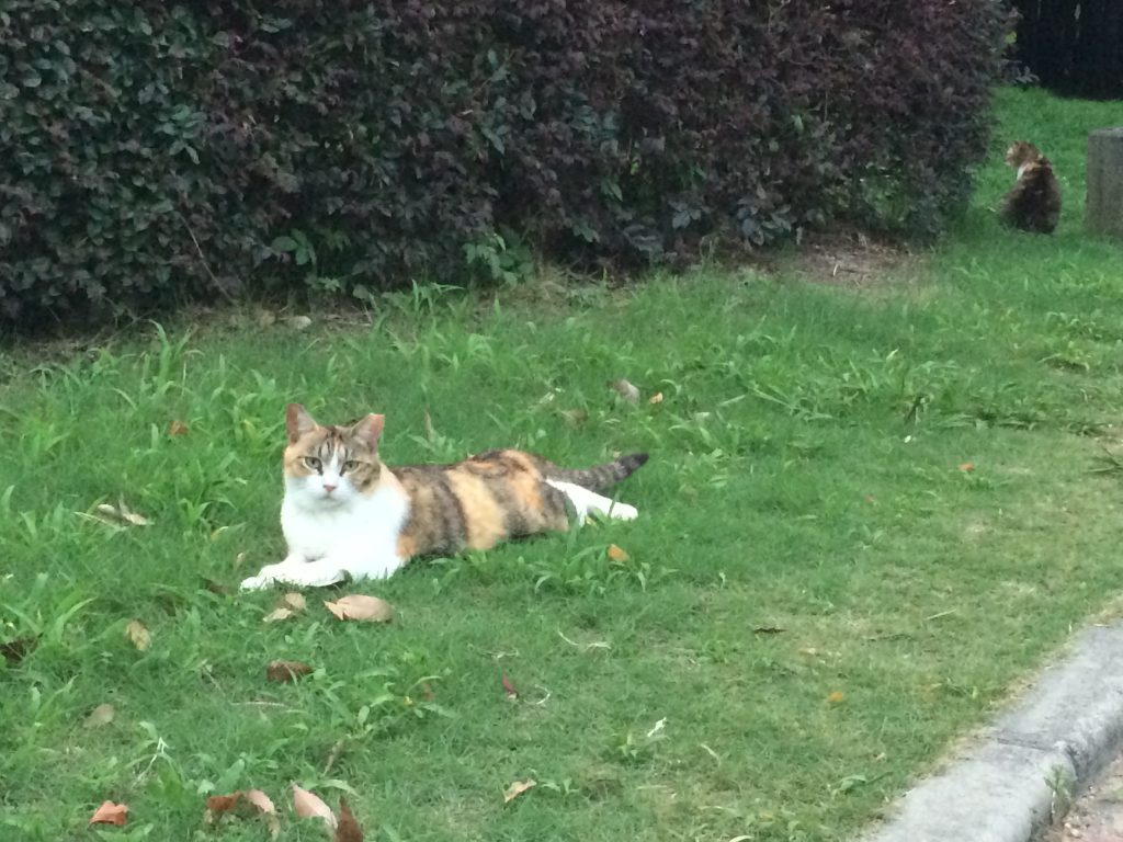 長居公園 猫 さくらねこ