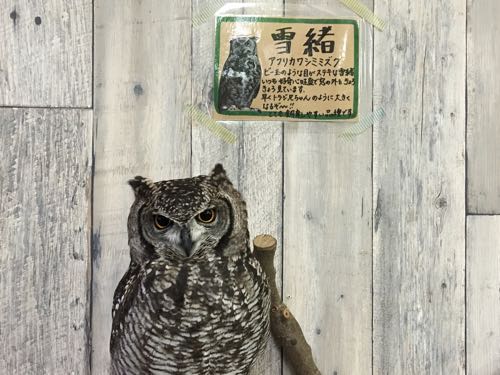 鈴鹿,ふくろうカフェ,白子,白子駅,三重,fukufuku