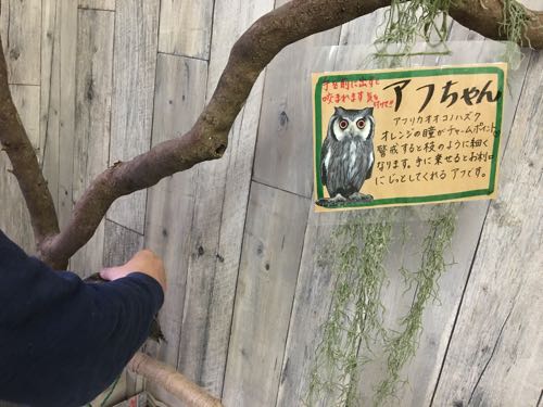 鈴鹿,ふくろうカフェ,白子,白子駅,三重,fukufuku