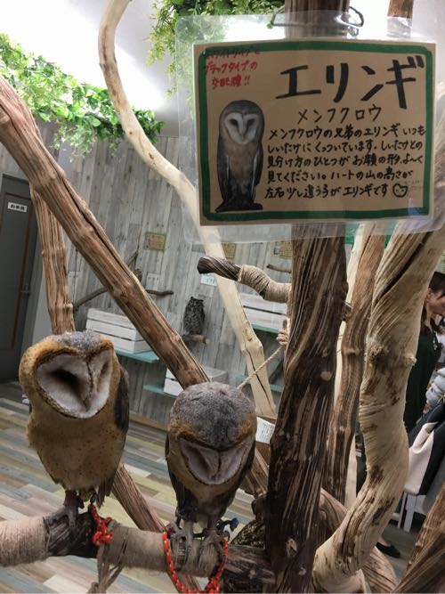鈴鹿,ふくろうカフェ,白子,白子駅,三重,fukufuku