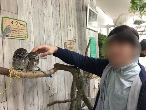 鈴鹿,ふくろうカフェ,白子,白子駅,三重,fukufuku