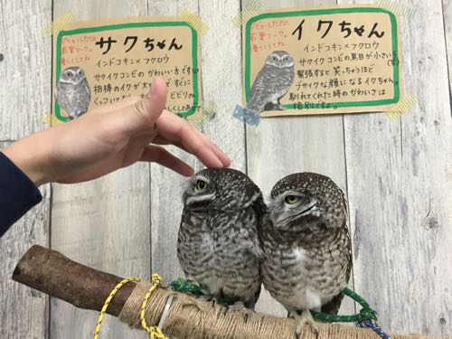 鈴鹿,ふくろうカフェ,白子,白子駅,三重,fukufuku