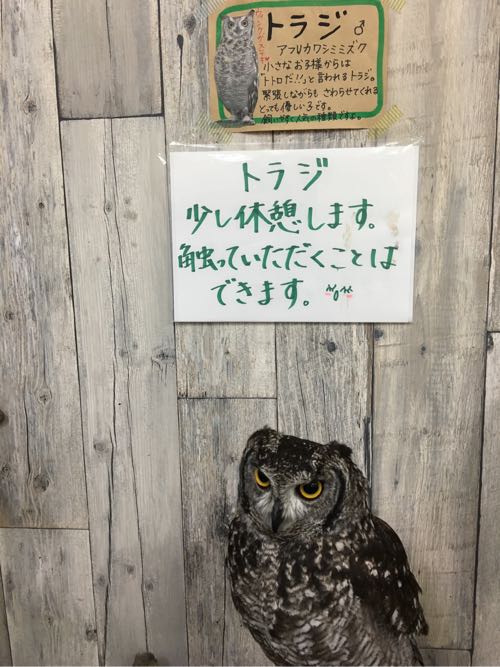 鈴鹿,ふくろうカフェ,白子,白子駅,三重,fukufuku