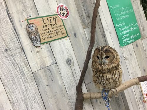 鈴鹿,ふくろうカフェ,白子,白子駅,三重,fukufuku