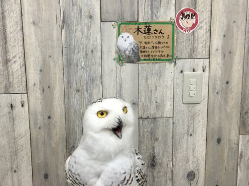 鈴鹿,ふくろうカフェ,白子,白子駅,三重,fukufuku