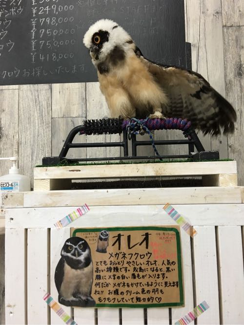 鈴鹿,ふくろうカフェ,白子,白子駅,三重,fukufuku