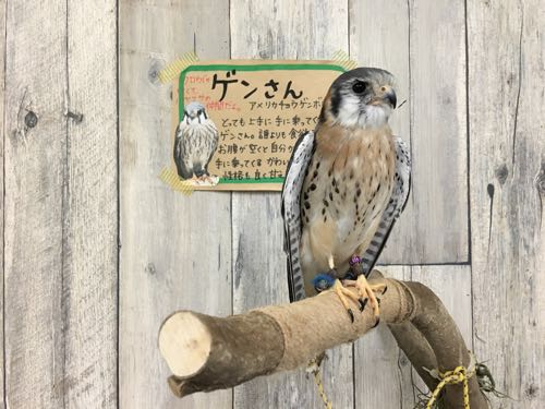 鈴鹿,ふくろうカフェ,白子,白子駅,三重,fukufuku