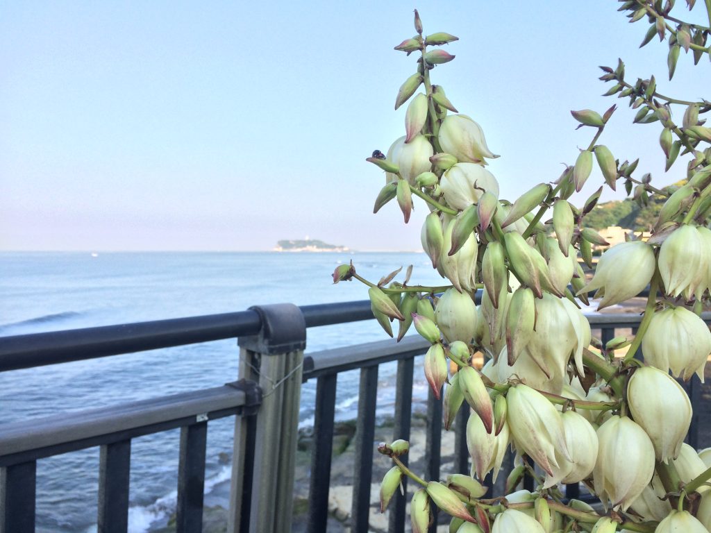 鎌倉,ランニング,江ノ島,