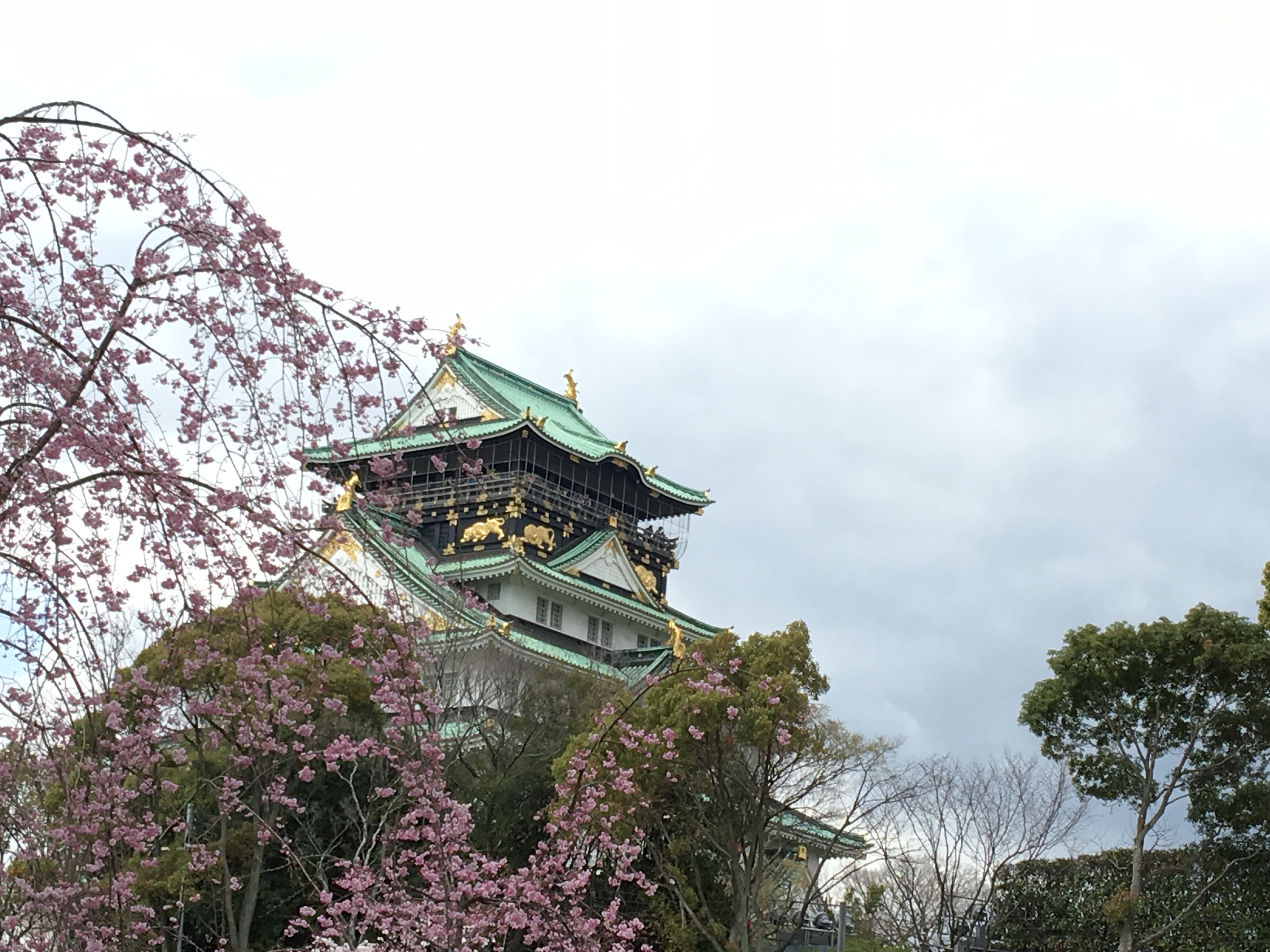 大阪城 公園 桜 お花見 大阪城公園