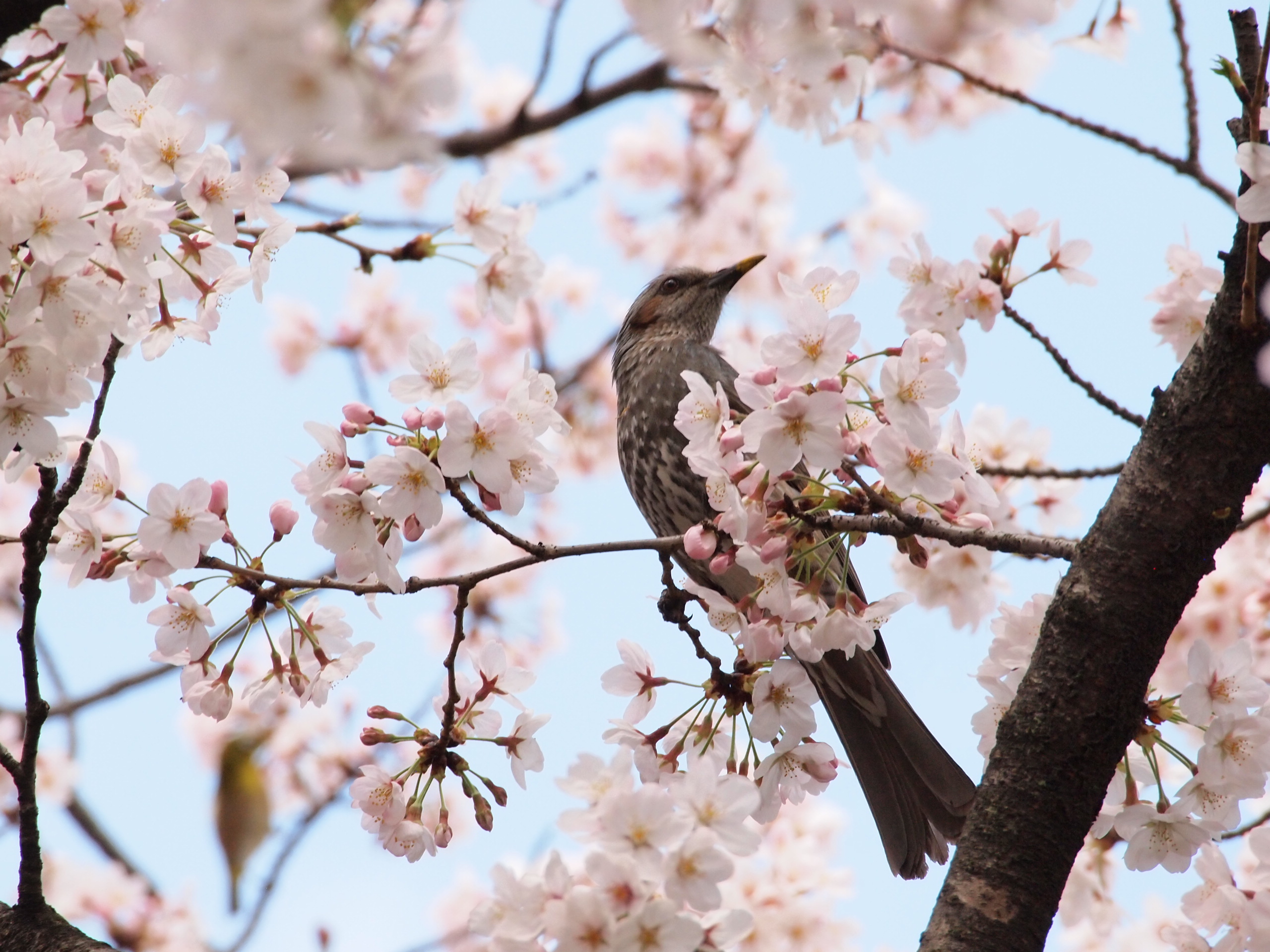 バードウォッチング 大阪城公園 野鳥