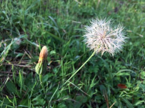 鈴鹿サーキット,青少年の森,鈴鹿
