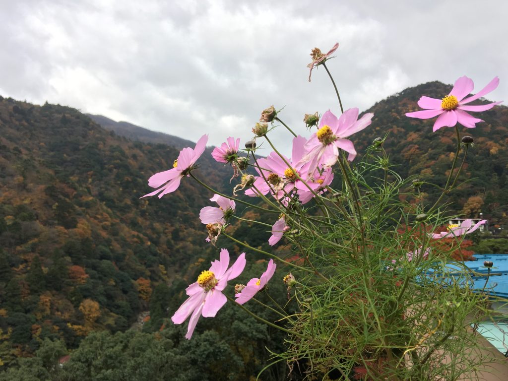 御在所岳,三重県,湯の山温泉,ホテル湯の本,日帰り温泉,御在所ロープウェイ