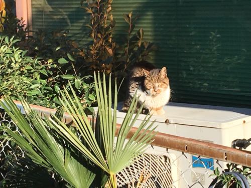 人間関係,アドラー心理学,心屋仁之助,心理学,猫
