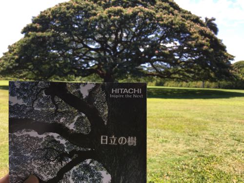 ハワイ,オアフ島,海外旅行,ツアー,初心者,ハウツリーラナイ,heavenly,グルメ,おすすめ,ウルフギャング,この木なんの木
