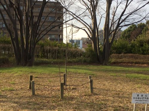 駒沢公園,駒沢オリンピック公園,ランニング,都内,東京オリンピック