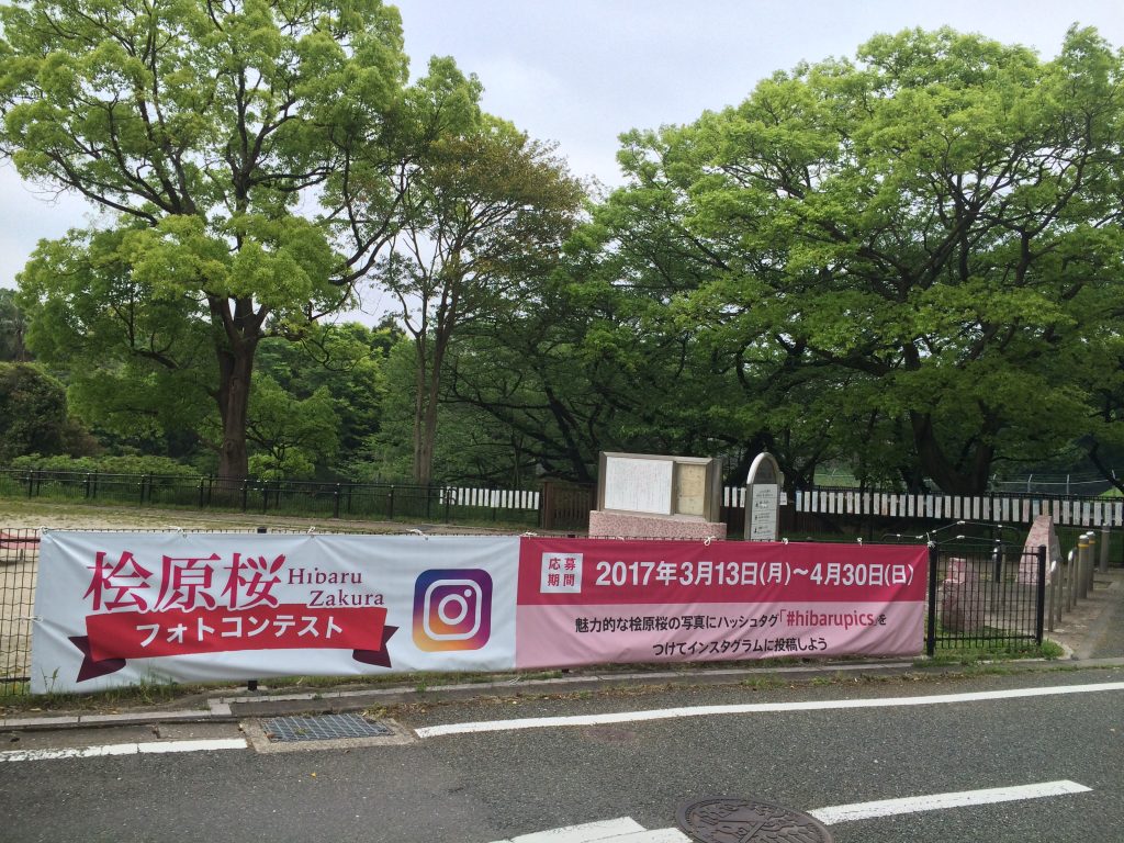 福岡,桧原桜,桧原,桜,福岡市,