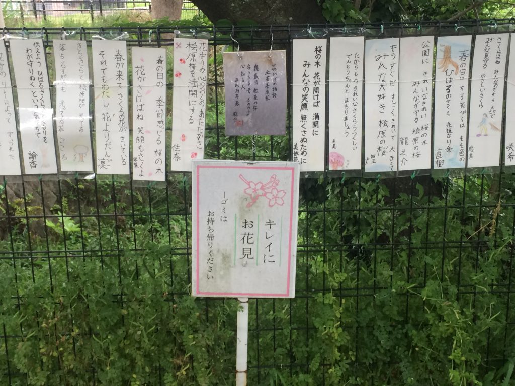 福岡,桧原桜,桧原,桜,福岡市,