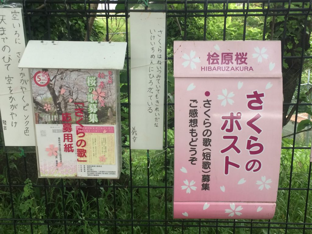 福岡,桧原桜,桧原,桜,福岡市,