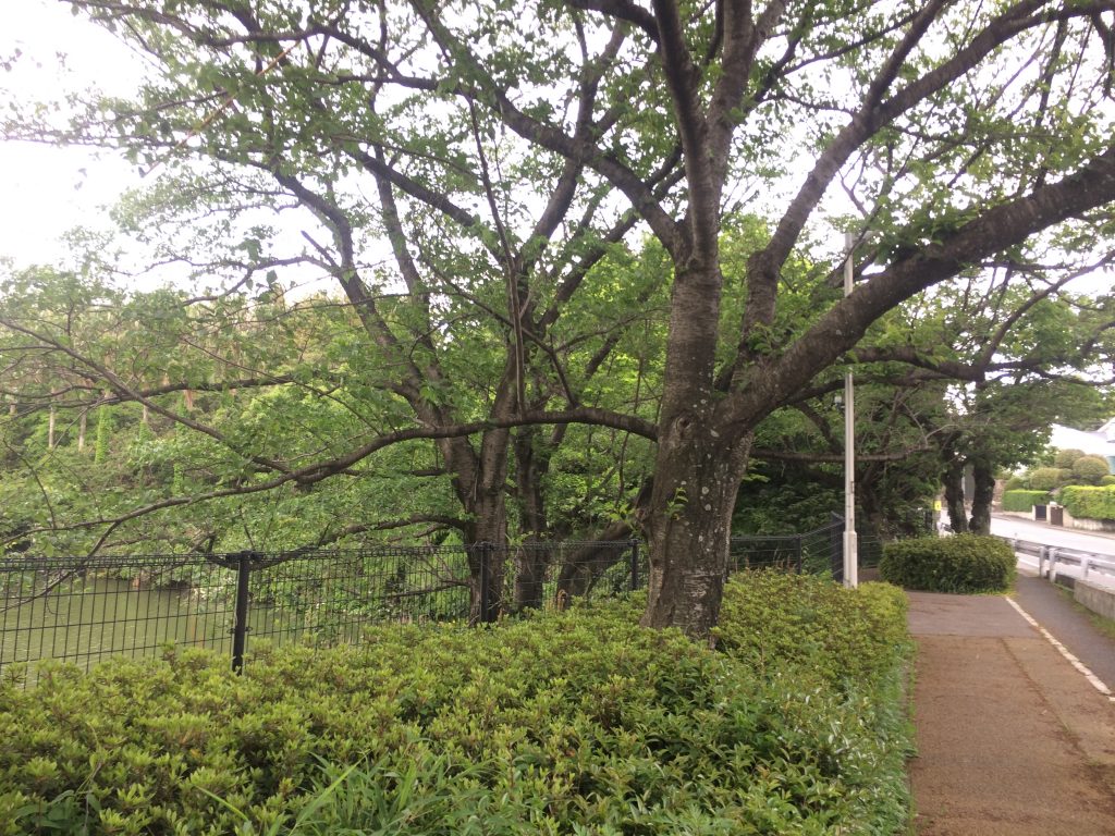 福岡,桧原桜,桧原,桜,福岡市,