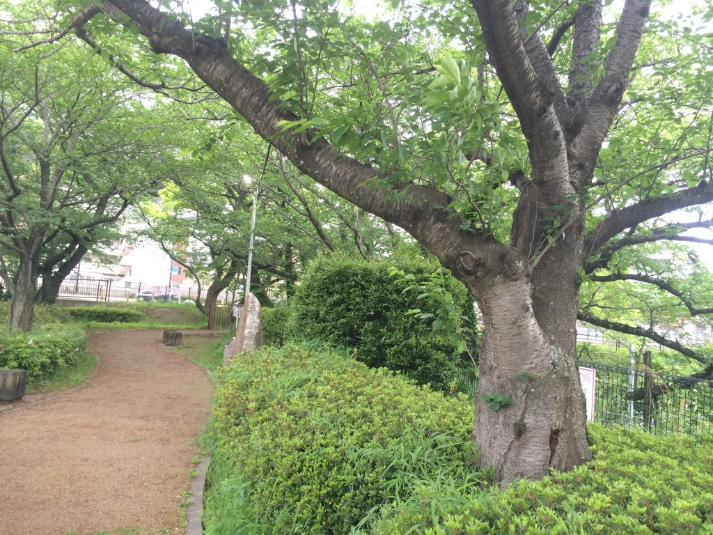 福岡,桧原桜,桧原,桜,福岡市,
