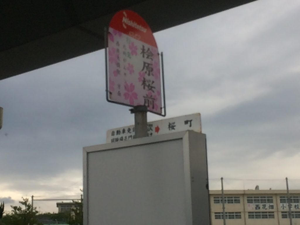 福岡,桧原桜,桧原,桜,福岡市,