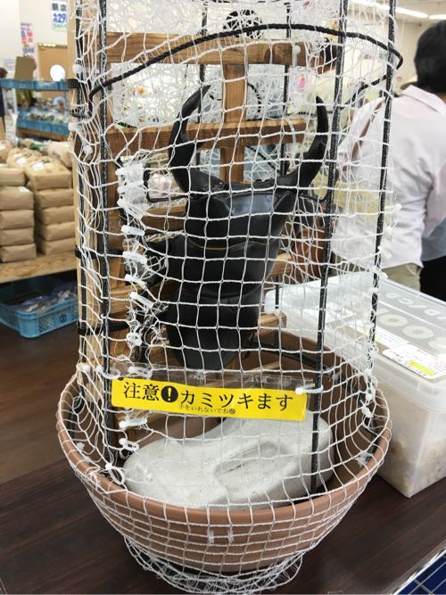 筑前町ファーマーズマーケット,みなみの里,福岡,筑前町,豚のしっぽ