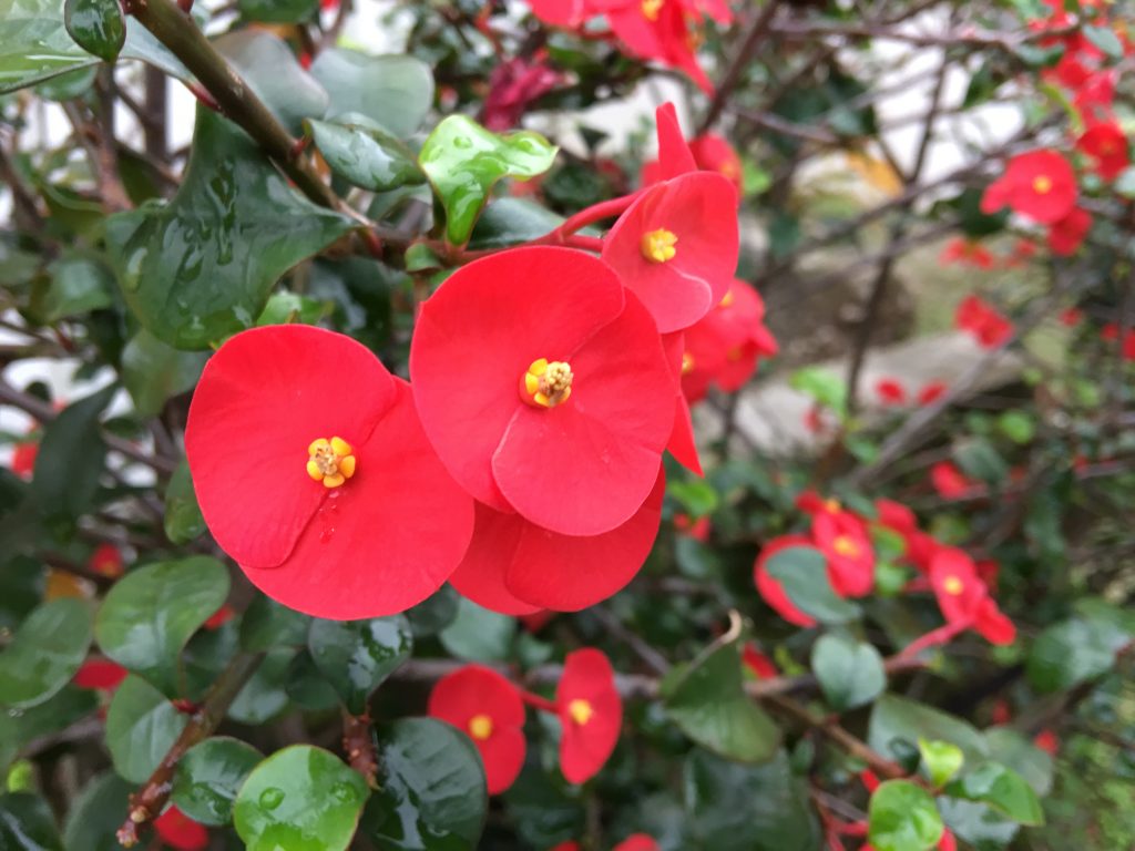那覇,猫,食堂黒猫,cafe,カフェ,沖縄