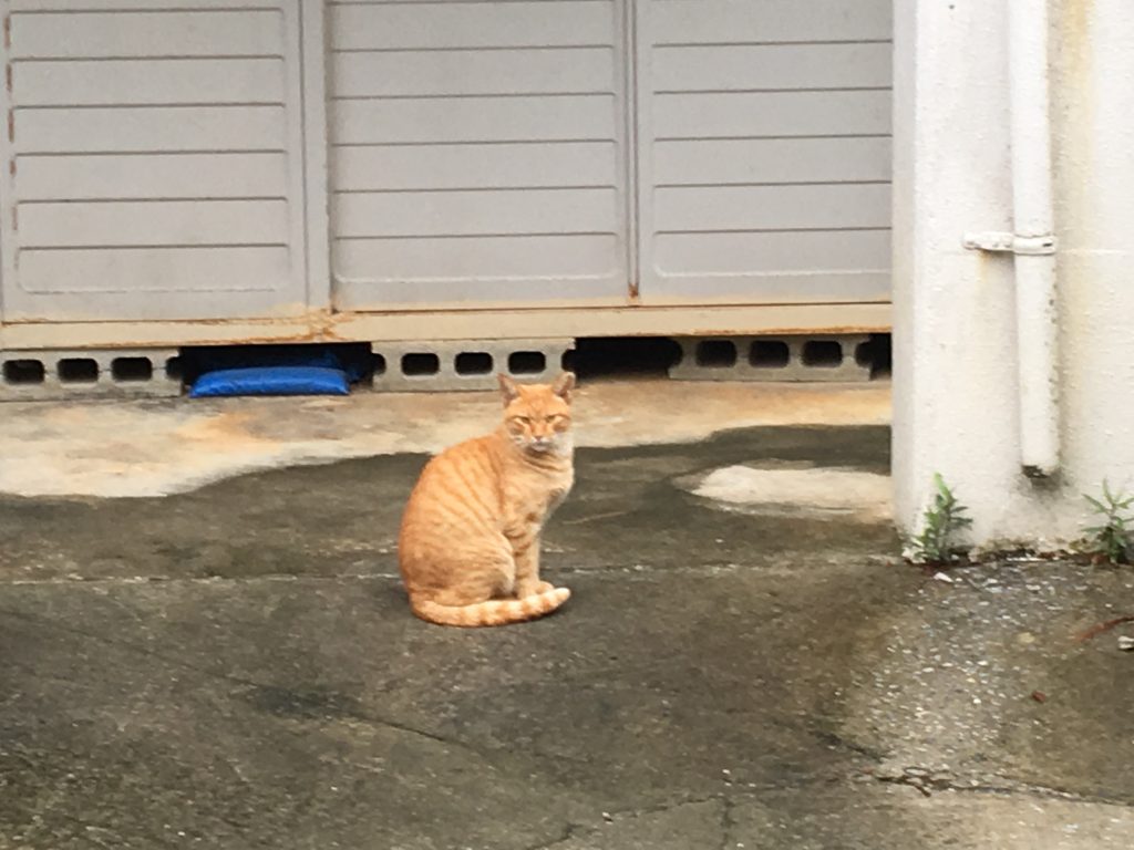 那覇,猫,食堂黒猫,cafe,カフェ,沖縄