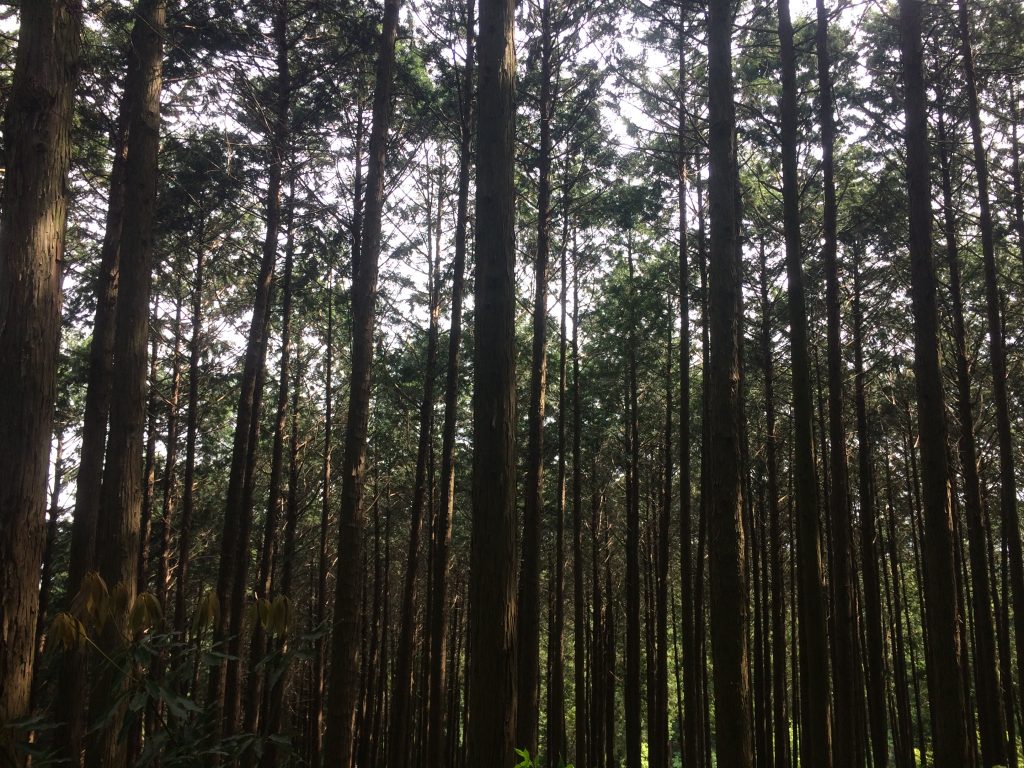トレイルラン,油山,福岡,福岡市,福岡県,堤小,トレラン,ランニング,マラソン,フルマラソン,run,