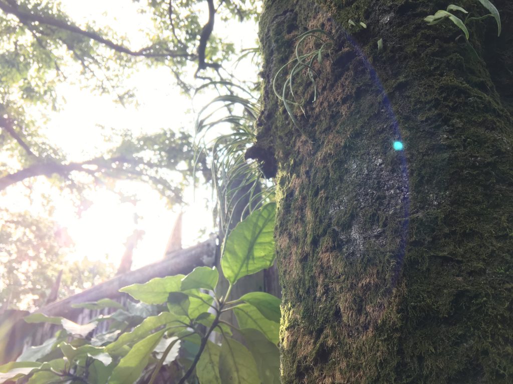 福岡,友泉亭,友泉中学校,福岡市,観光,庭園,笹丘,イオン笹丘,ダイエー笹丘店