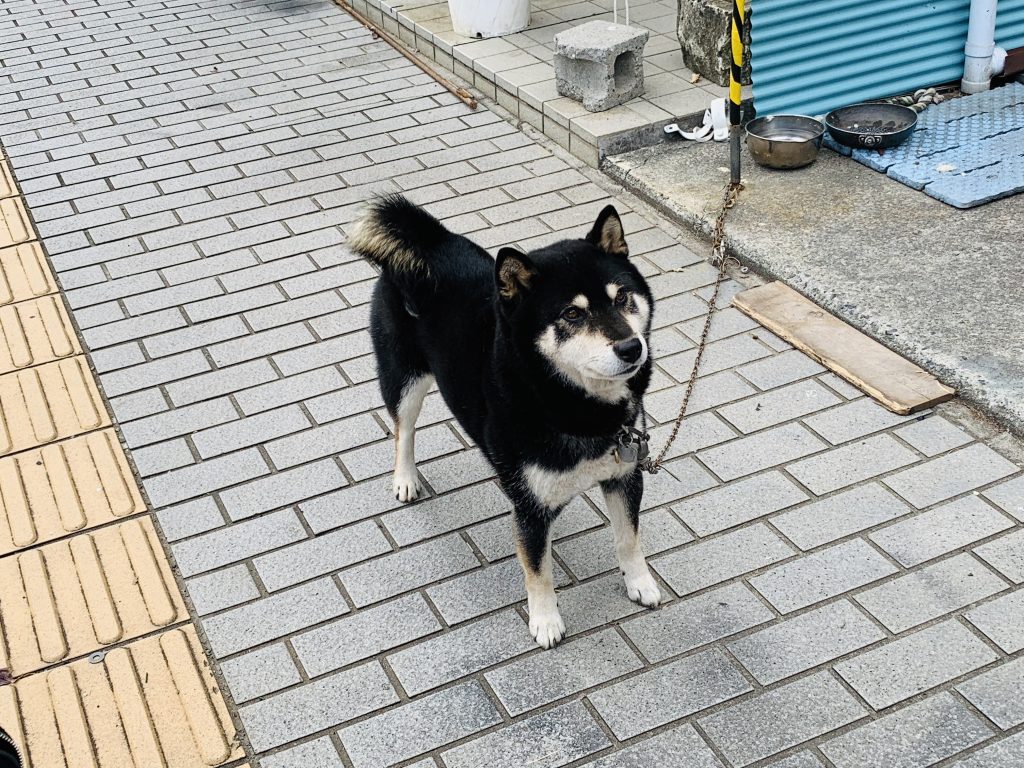 ゆるキャン,ゆるキャン△,本栖高校学園祭,秘密結社ブランケット音楽祭,身延町,山梨,聖地巡礼,