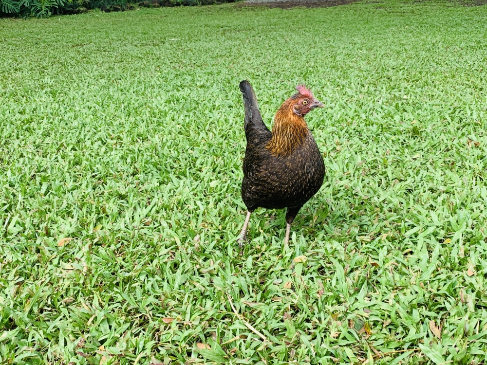 クアロアランチ,JTB,アドベンチャーツアー,ハワイ,hawaii,ツアー,kualoa,乗馬,ジュラッシックパーク,ジュラシックワールド