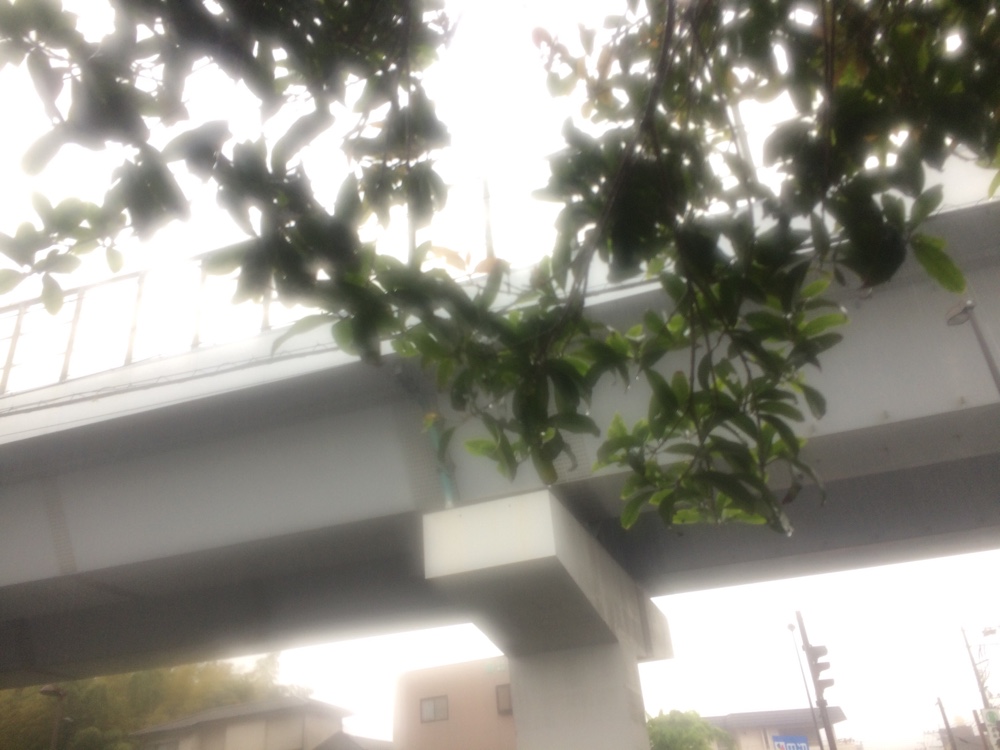ランニング,フルマラソン,nike,nikeplus,running,ジョギング,平成最後,,御子神社