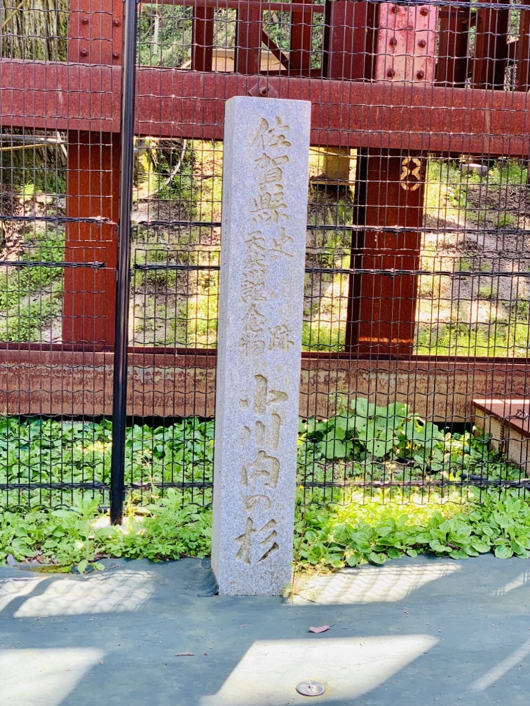 五ケ山ベースキャンプ,五ケ山,福岡,佐賀,montbell,モンベル,キャンプ,ダムカード,小川内の杉