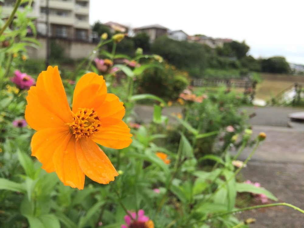 久屋池緑地,福岡,福岡免許センター,マイマイスクール,公園,fukuoka,ランニング,