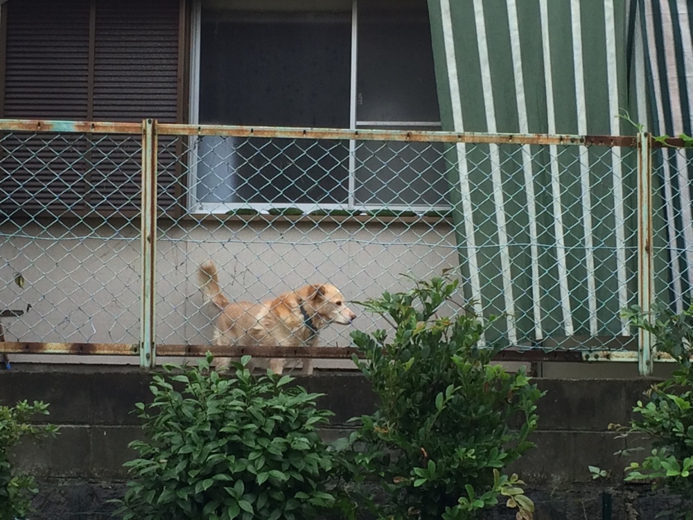久屋池緑地,福岡,福岡免許センター,マイマイスクール,公園,fukuoka,ランニング,