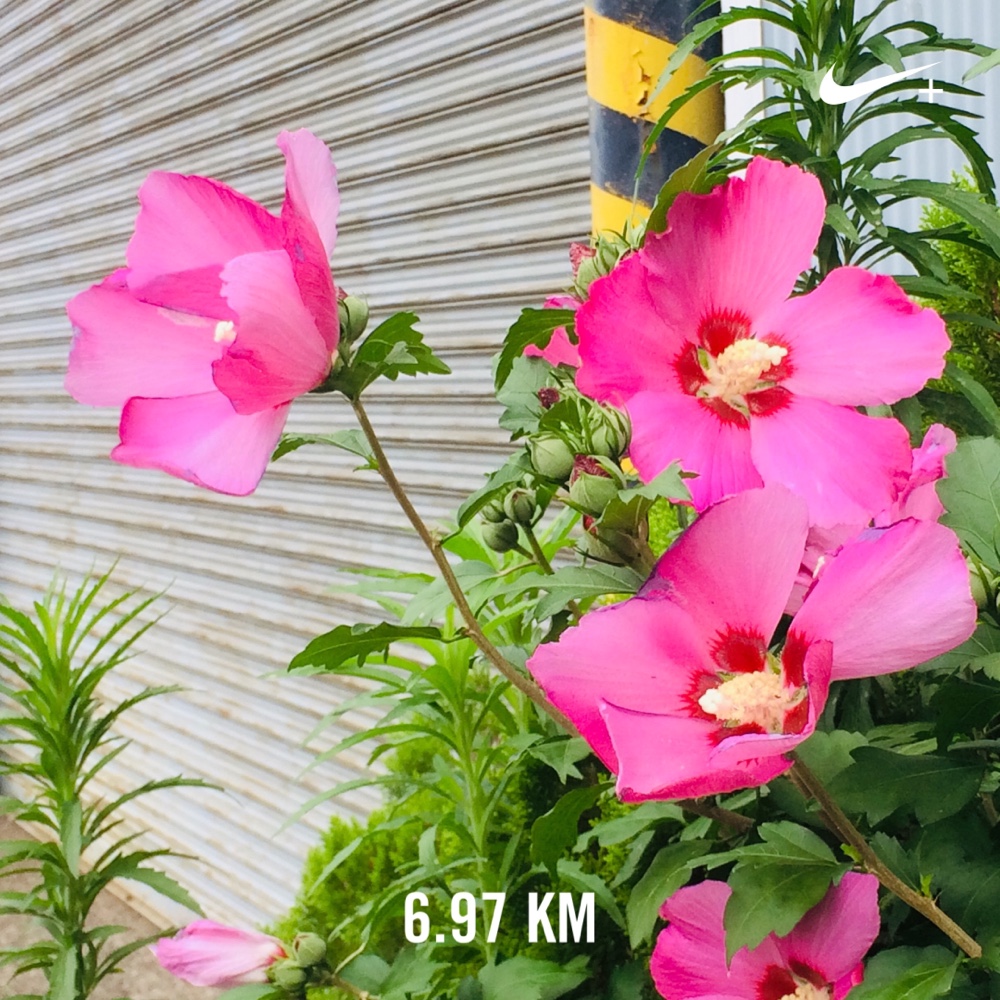 ランニング,フルマラソン,nike,nikeplus,running,ジョギング,ランナー,ナイキプラス,run,garmin,ガーミン,アンダーアーマー,ハシリマスタグラム