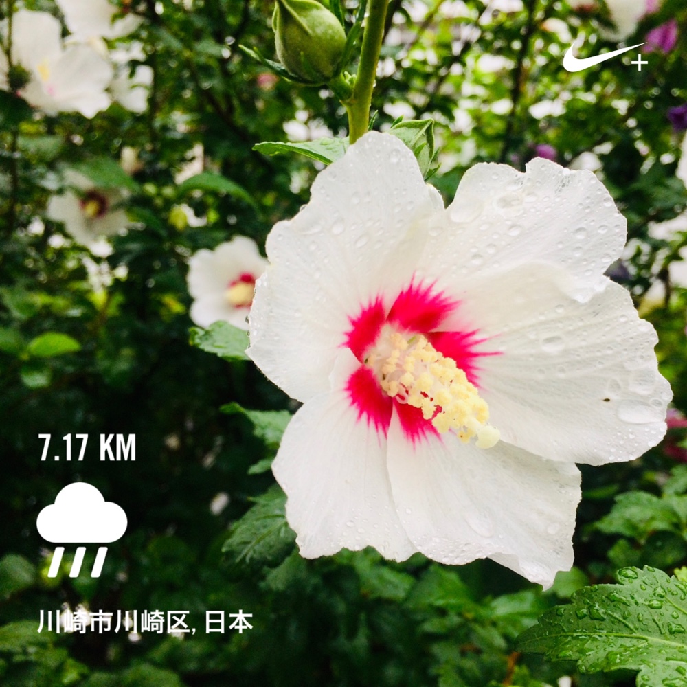 ランニング,フルマラソン,nike,nikeplus,running,ジョギング,ランナー,ナイキプラス,run,garmin,ガーミン,アンダーアーマー,ハシリマスタグラム