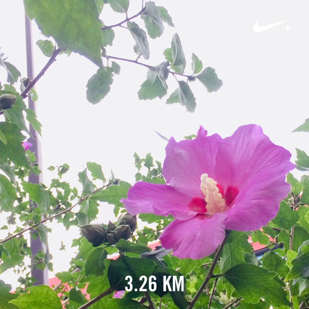 ランニング,フルマラソン,nike,nikeplus,running,ジョギング,ランナー,ナイキプラス,run,garmin,ガーミン,アンダーアーマー,ハシリマスタグラム