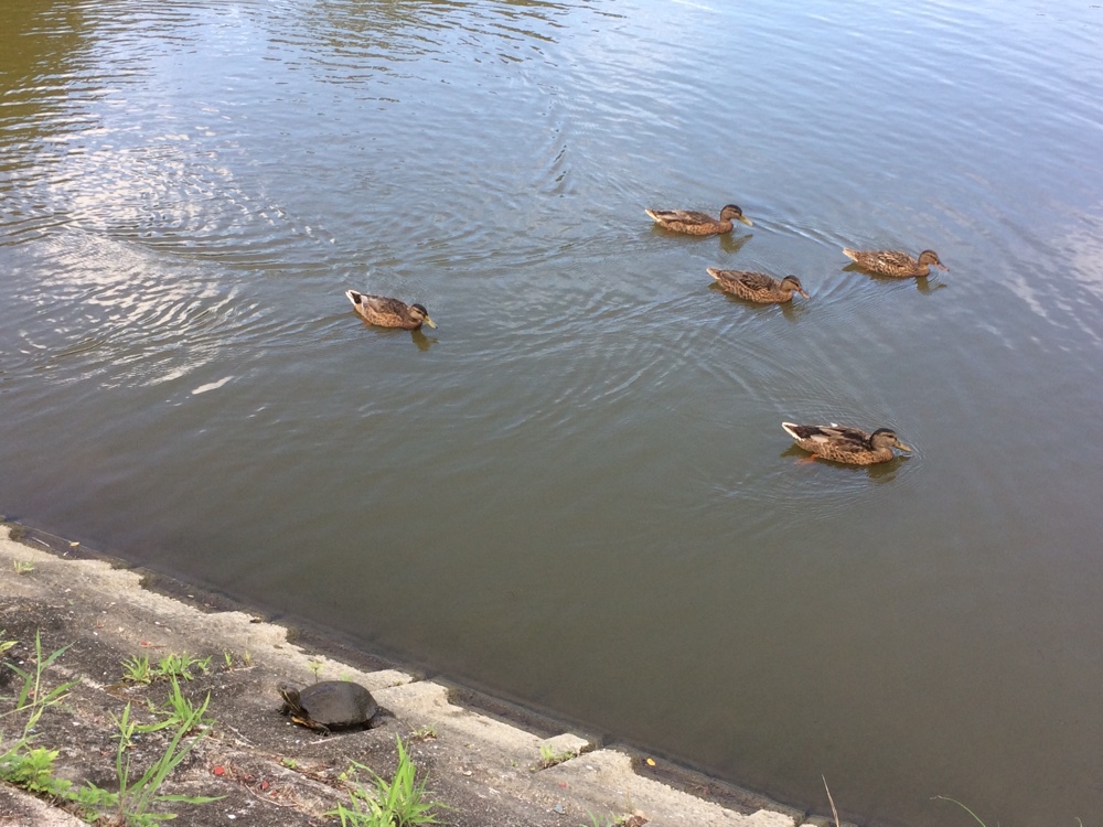 鹿助公園,福岡,南区,西長住,長住,長尾,福岡市,長住団地,ミスターマックス